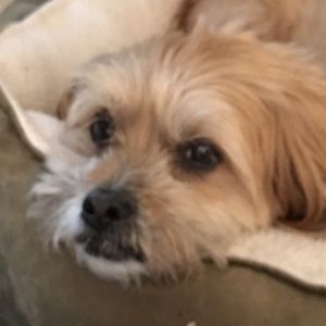 Meet your Posher, Dena